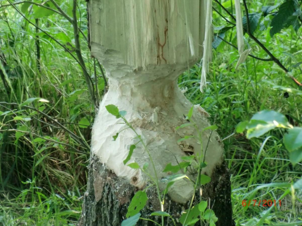 Agroturystyka Burylowka Osiecznica Exterior photo